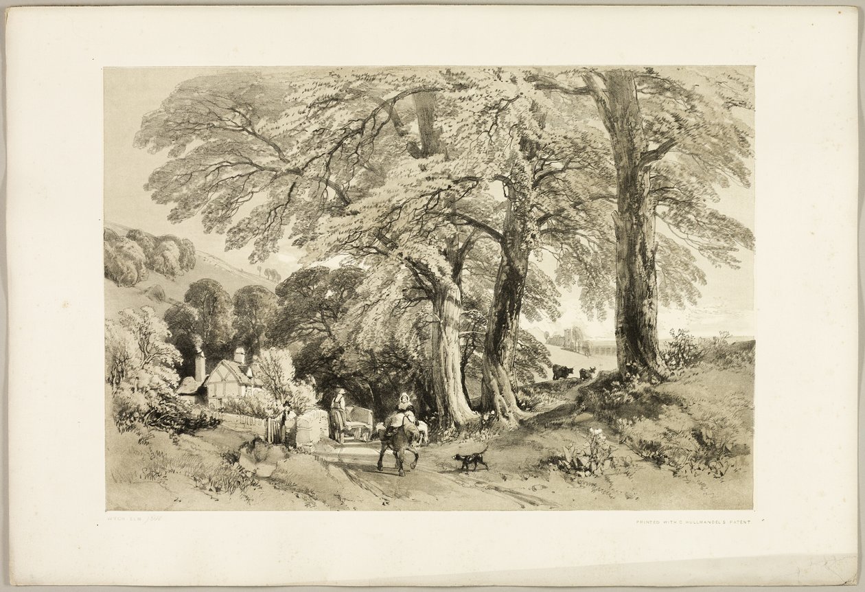 ويتش إلم ، من The Park and the Forest بواسطة جيمس دوفيلد هاردينج