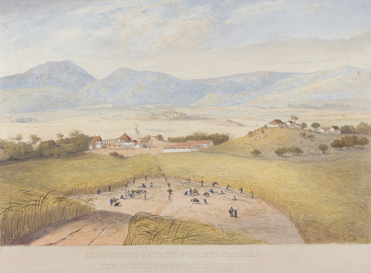 Llanrumny Estate ، سانت. ماري ، جامايكا بواسطة جيمس هاكويل