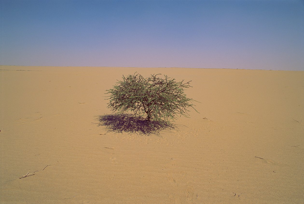 شجرة معزولة في صحراء في النيجر، أفريقيا... ربما "Arbre du Tenere" أو الشجرة التي تبدو... بواسطة جيمس إل ستانفيلد