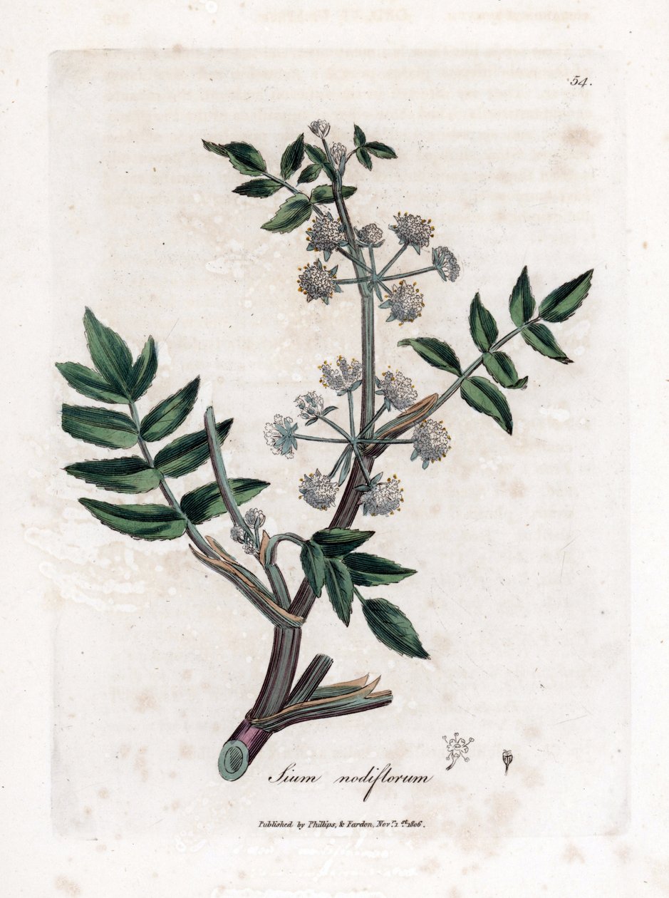 وجع الجرجير الكاذب - الجزر الأبيض الزاحف المائي ، Sium nodiflorum. نقش على لوح نحاسي ملون يدويًا من رسم نباتي رسمه جيمس سوربي من ويليام وودفيل والسير ويليام جاكسون هوكر "" علم النبات الطبي ، "جون بون ، لندن بواسطة جيمس سويربي