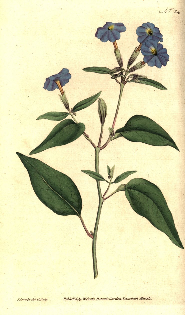 American browallie - الجامايكي forget-me-not ، زهرة الجمشت ، أو بوش البنفسجي ، Browallia americana (Tall browallia ، Browallia elata). نقش نحاسي ملون يدويًا وتوضيح نباتي بواسطة جيمس سوربي من مجلة ويليام كيرتس النباتية ، بواسطة جيمس سويربي