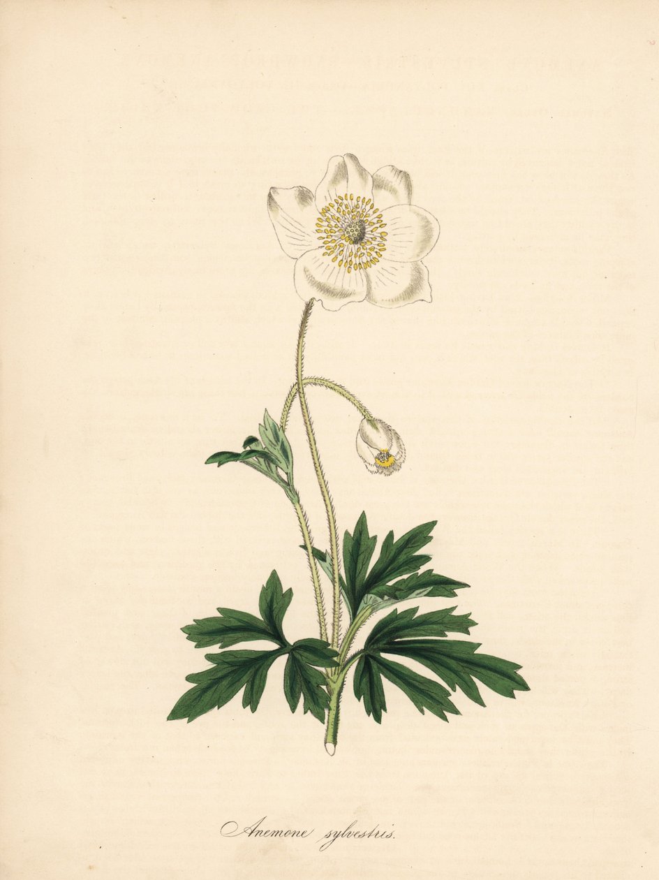 شقائق النعمان من لقم الثقب - شقائق النعمان Snowdrop ، Anemone sylvestris. مأخوذ من رسم توضيحي لجيمس سوربي في "مجلة نباتية" لوليام كيرتس ". بواسطة جيمس سويربي