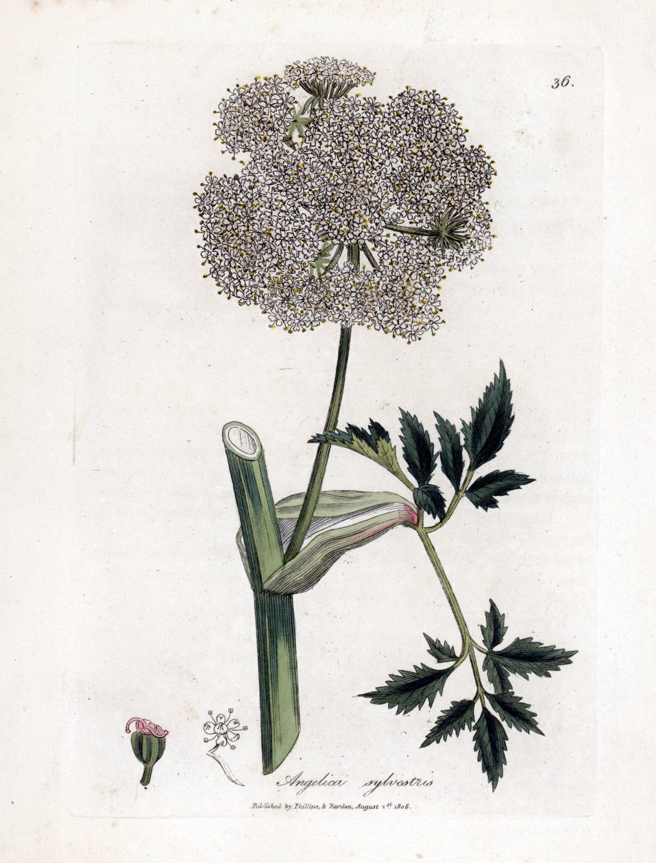 Angelique des bois ou sylvestris - Wild Angelica ، Angelica sylvestris. نقش على لوح نحاسي ملون يدويًا من رسم نباتي رسمه جيمس سوربي من ويليام وودفيل والسير ويليام جاكسون هوكر "" علم النبات الطبي ، "جون بون ، لندن بواسطة جيمس سويربي