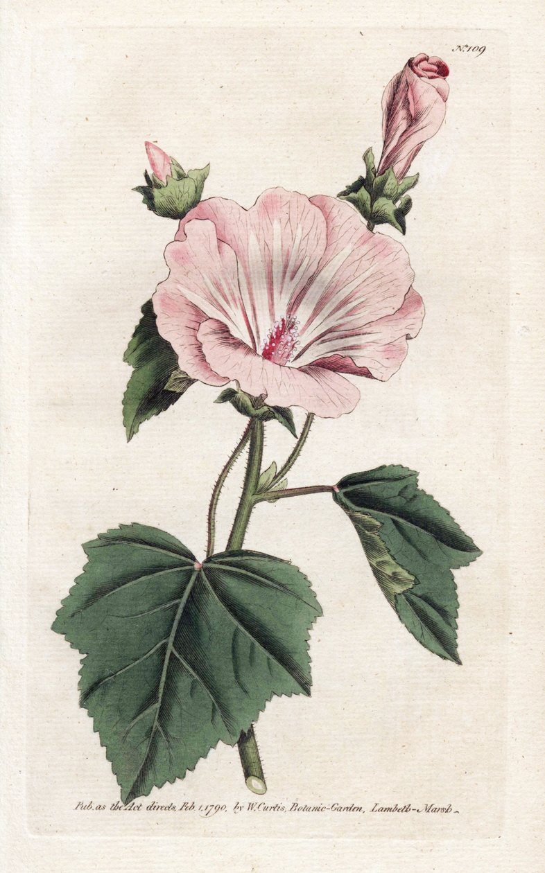 سنوي أرجواني أو ربع سنوي - طباعة حجرية لجيمس سوربي (1757-1822) ، من مجلة ويليام كيرتس النباتية (1746-1799) بواسطة جيمس سويربي