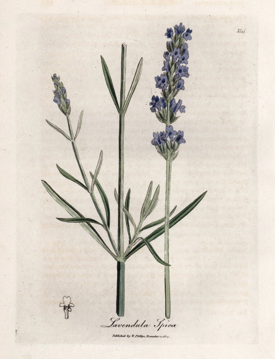 ابيك لافندر. نقش نحاسي ملون يدويًا من رسم لجيمس سوربي (1757-1822) في Botanique Medicinale بواسطة جيمس سويربي