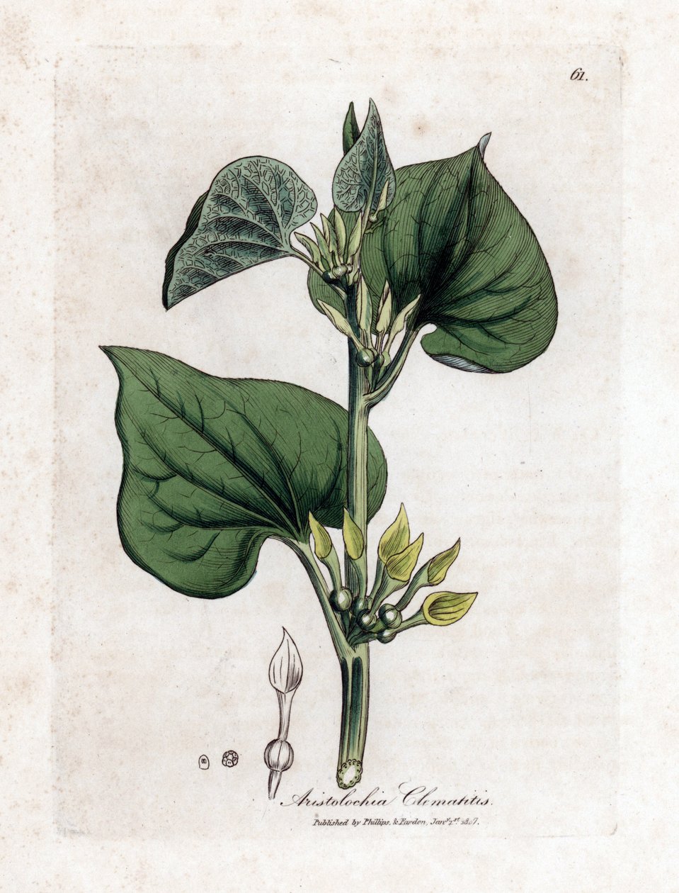 Aristoloche clematite - تسلق الولادة ، التهاب عنق الرحم. نقش على لوح نحاسي ملون يدويًا من رسم نباتي رسمه جيمس سوربي من ويليام وودفيل والسير ويليام جاكسون هوكر "" علم النبات الطبي ، "جون بون ، لندن بواسطة جيمس سويربي
