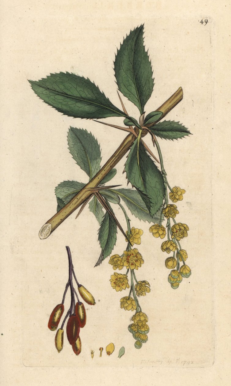 Barberry ، Berberis vulgaris (Vinettier أو l¿spine-barberry) نقش على لوح نحاسي ملون يدويًا بعد رسم توضيحي لجيمس سوربي من علم النبات الإنجليزي لجيمس سميث ، لندن بواسطة جيمس سويربي