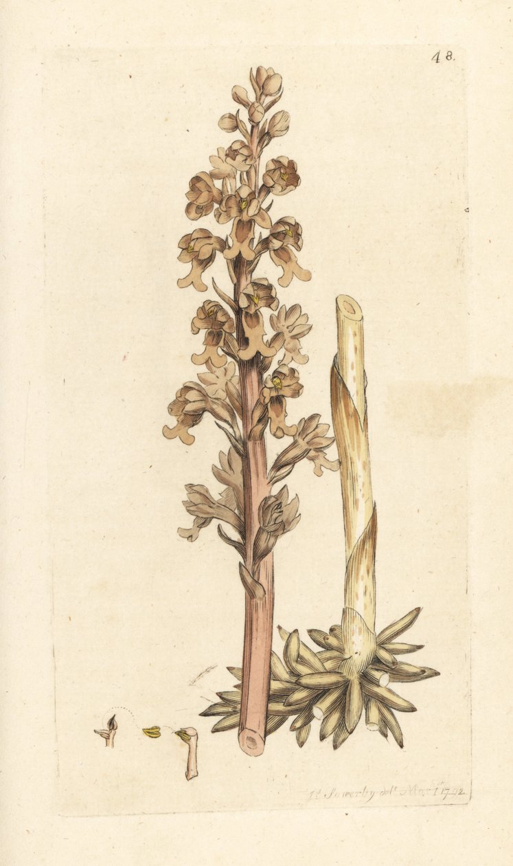 عش الطيور السحلية ، Neottia nidus-avis (عش الطائر ophrys ، Ophrys nidus-avis). نقش على لوح نحاسي ملون يدويًا بعد رسم توضيحي لجيمس سوربي من علم النبات الإنجليزي لجيمس سميث ، لندن بواسطة جيمس سويربي
