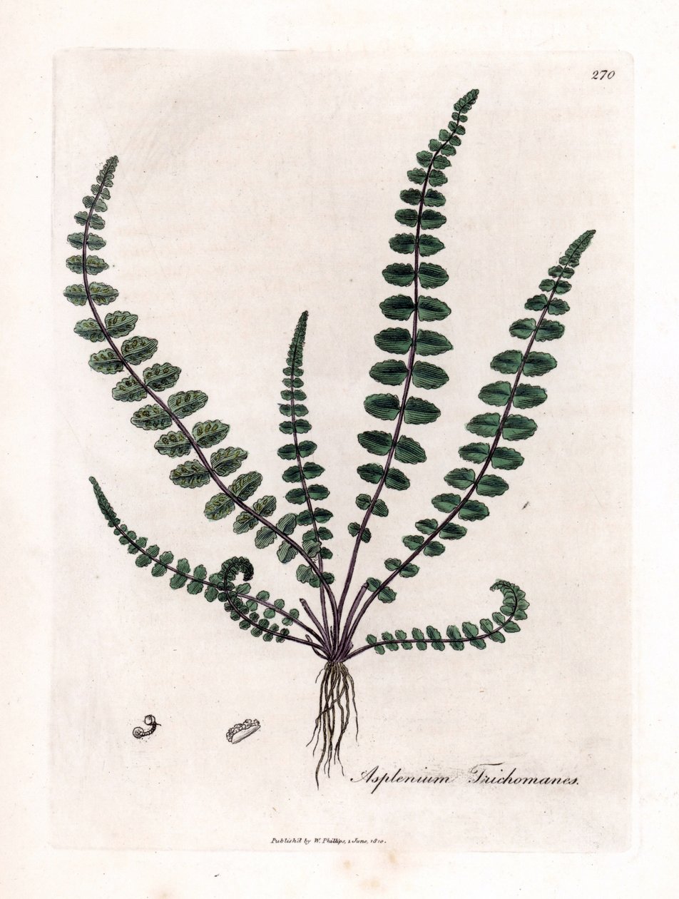 doradilla السوداء أو السرخس الكاذب (السرخس) - سرخس كزبرة البكر الشائع أو الطحال ، Asplenium trichomanes. نقش على لوح نحاسي ملون يدويًا من رسم نباتي رسمه جيمس سوربي من ويليام وودفيل والسير ويليام جاكسون هوكر "" ميديكال بو بواسطة جيمس سويربي