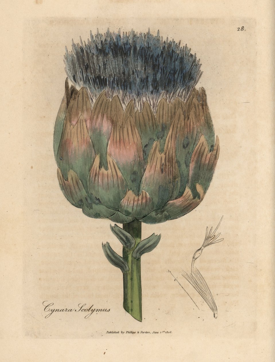 خرشوف مزهر باللون الأزرق والأرجواني ، Cynara scolymus بواسطة جيمس سويربي