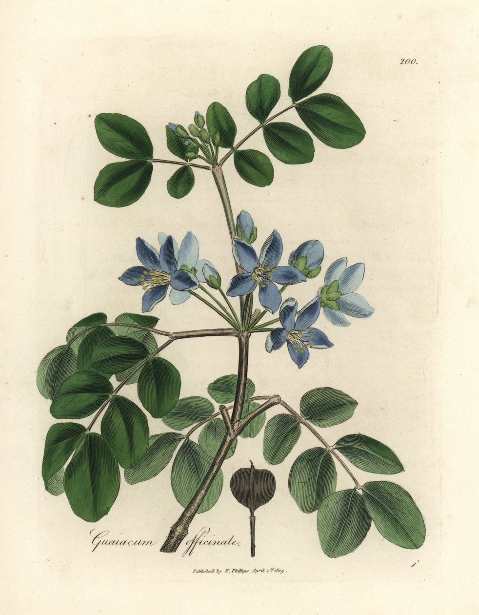 أزهار Guaiacum officinale بواسطة جيمس سويربي