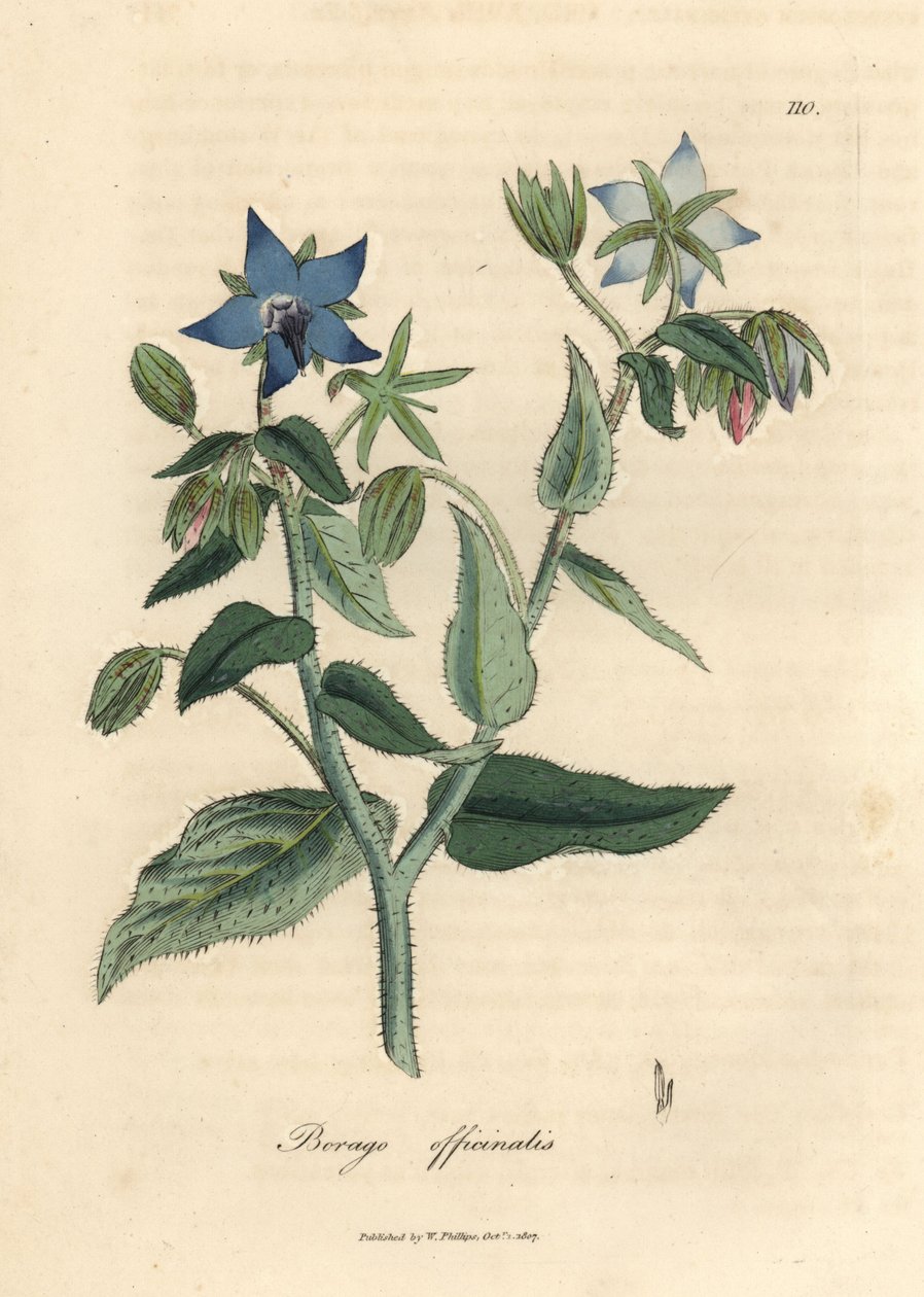 لسان الثور الأزرق ، Borago officinalis بواسطة جيمس سويربي