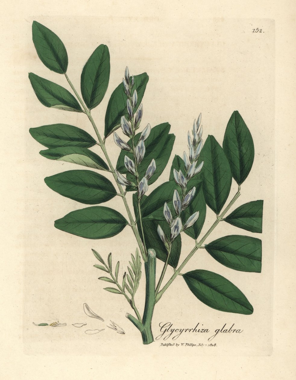 عرق السوس الأزرق المزهر ، Glycyrrhiza glabra بواسطة جيمس سويربي