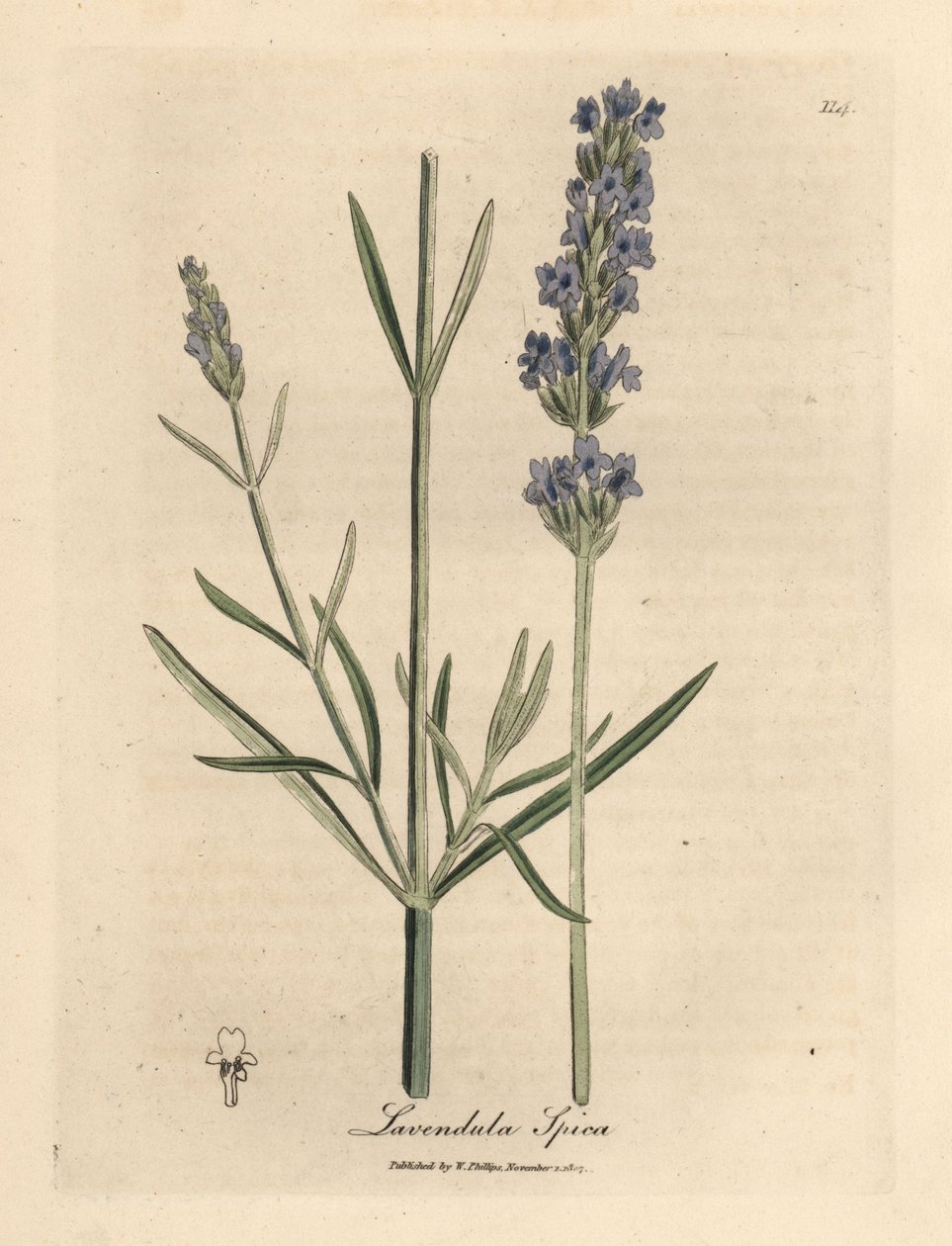 الخزامى الأزرق المزهر ، Lavandula spica بواسطة جيمس سويربي
