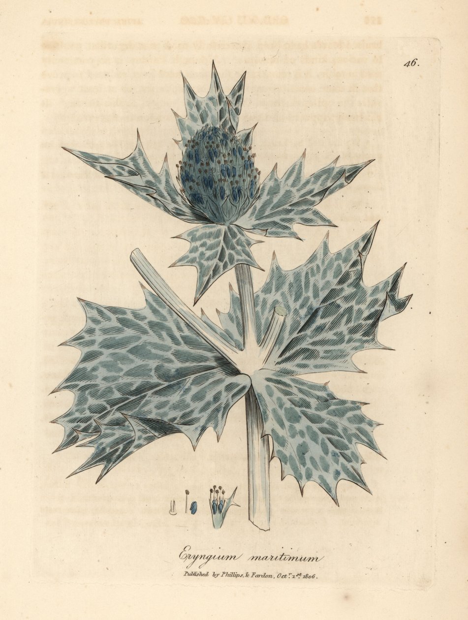 هولي البحر الأزرق المزهر أو eryngo ، Eryngium maritinum بواسطة جيمس سويربي