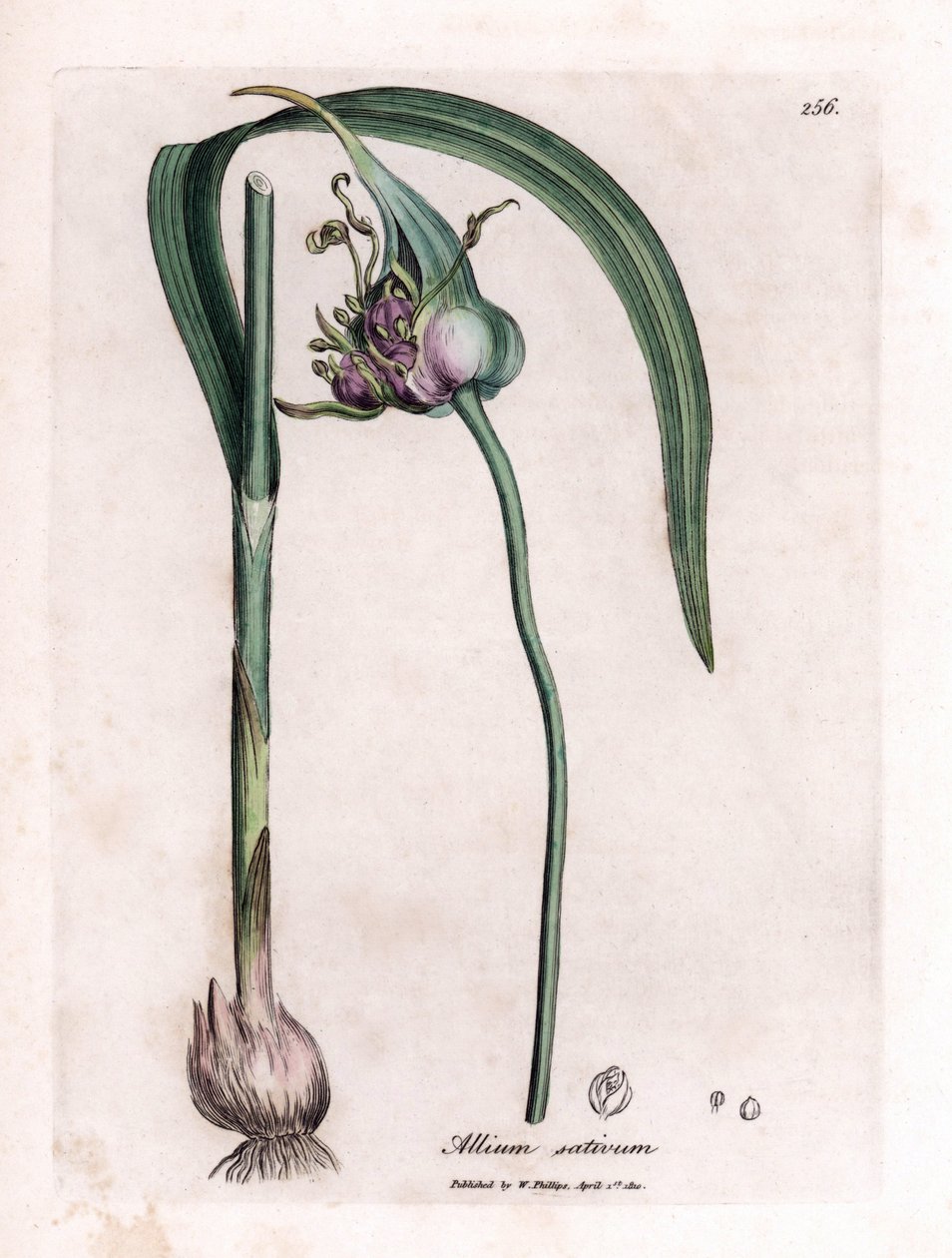 لوح نباتي: زراعة الثوم (Allium sativum) تظهر بصلة وأوراق وأزهار أرجوانية. نقش نحاسي ملون يدويًا من رسم توضيحي لجيمس سوربي. مقتطفات من كتاب ويليام وودفيل والسير ويليام جاكسون هوكر "" مسعف نباتي بواسطة جيمس سويربي