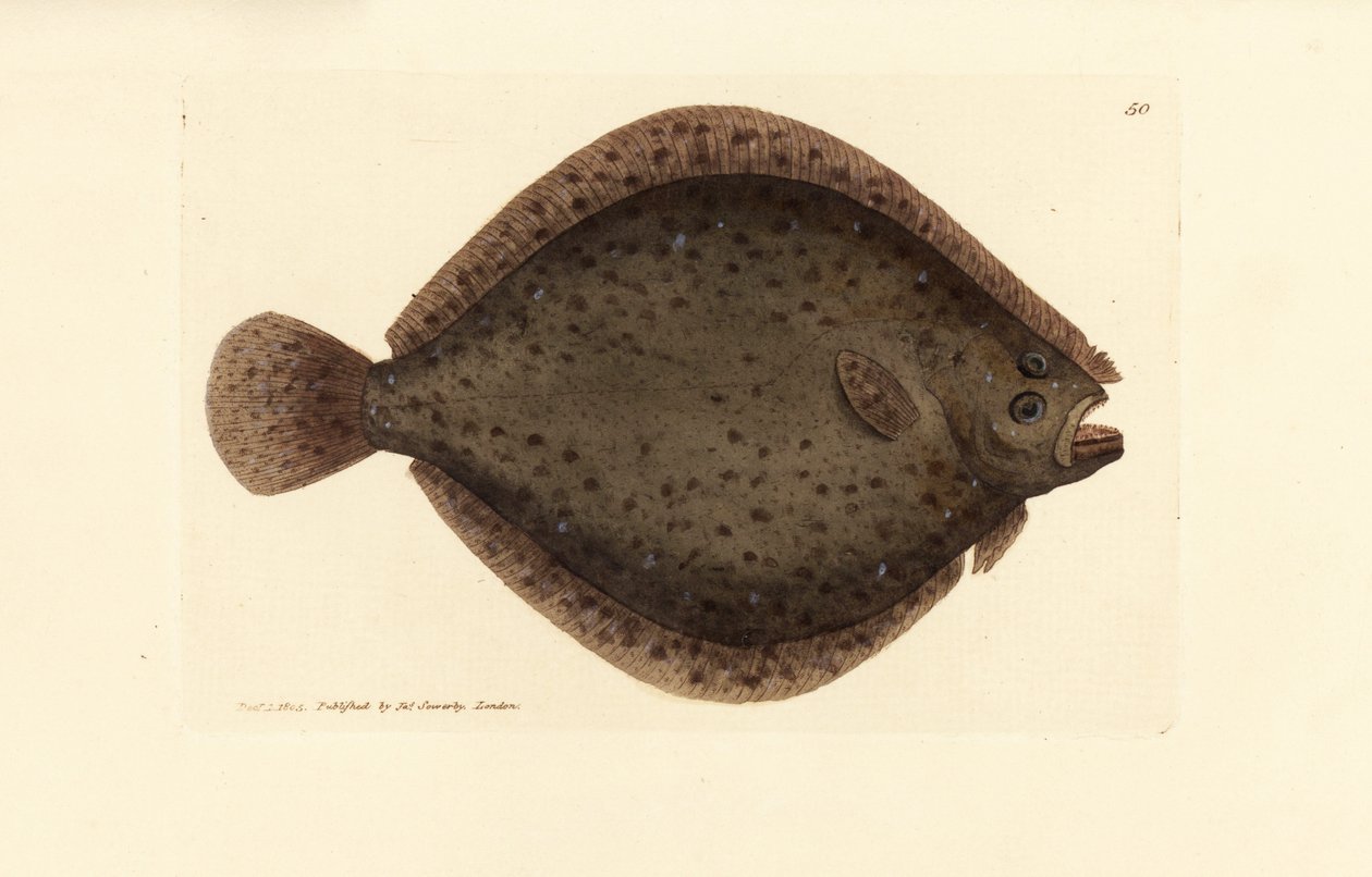 سمك بريل أو طائرة ورقية ، Scophthalmus rhombus (Pleuronectes rhombus). نقش على لوح نحاسي ملون يدويًا بواسطة James Sowerby من The British Miscellany ، أو أشكال ملونة لموضوعات حيوانية جديدة أو نادرة أو غير معروفة. بواسطة جيمس سويربي