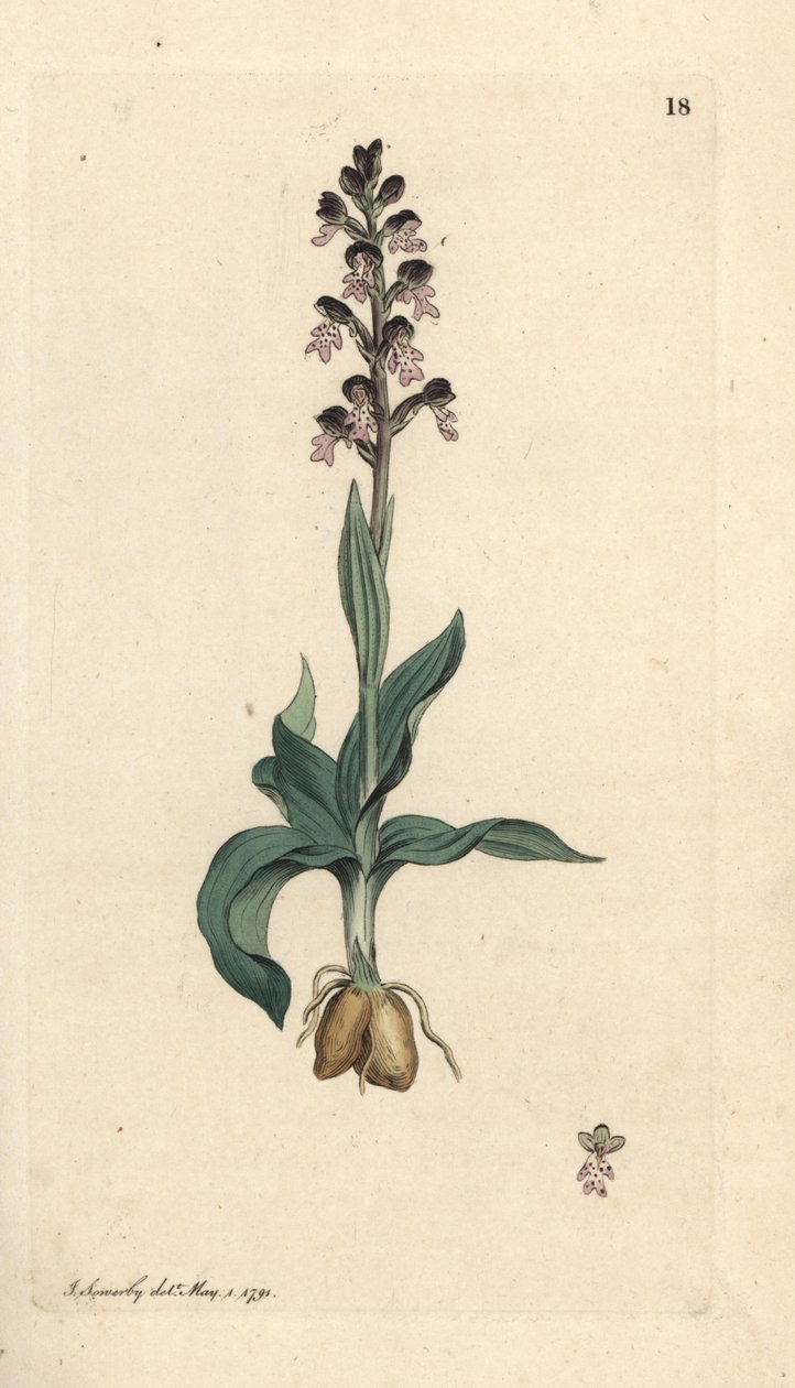 السحلية المحروقة ، Neotinea ustulata (قزم السحلية ، Orchis ustulata). نقش على لوح نحاسي ملون يدويًا بعد رسم توضيحي لجيمس سوربي من علم النبات الإنجليزي لجيمس سميث ، لندن بواسطة جيمس سويربي