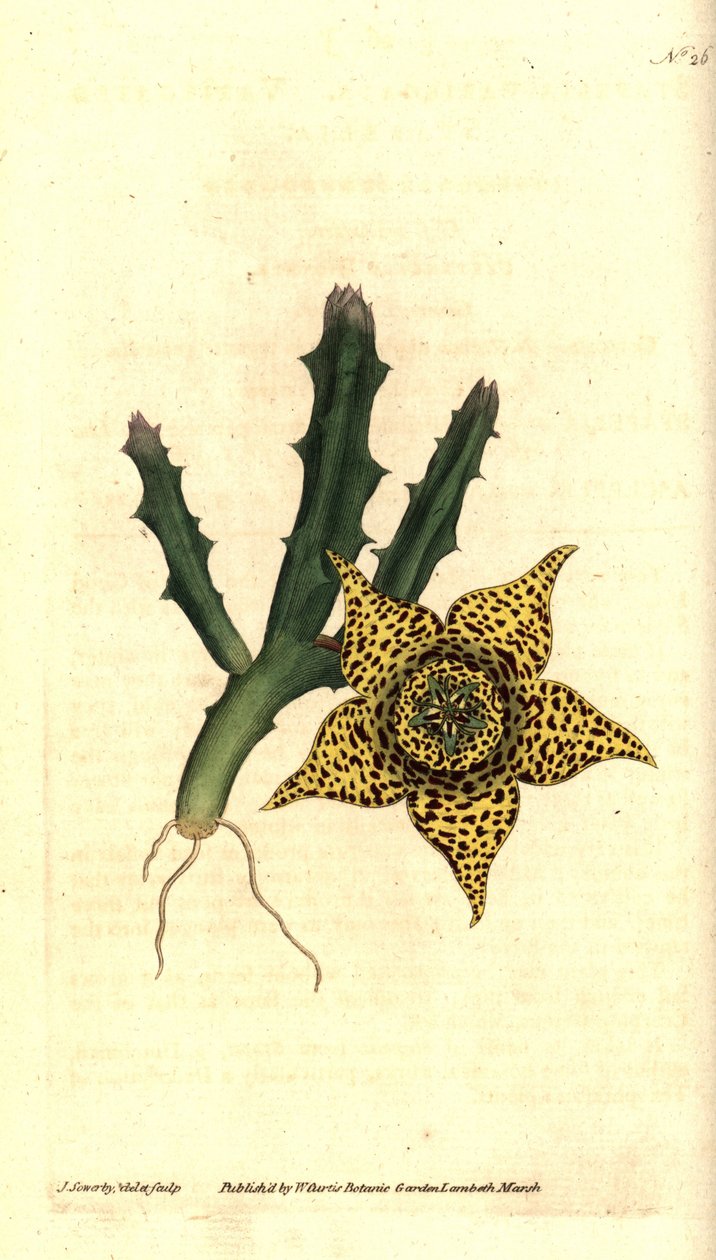 نشا الصبار - Orbea varegata (Stapelia المتنوعة ، Stapelia variegata). نقش على لوح نحاسي ملون يدويًا وتوضيح نباتي بواسطة جيمس سوربي من مجلة ويليام كيرتس النباتية ، لامبيث مارش ، لندن بواسطة جيمس سويربي