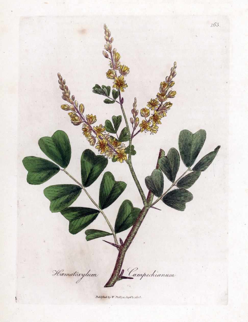 كامبيتشي أو خشب الكامبيتشي - Logwood ، Haematoxylum campechianum. نقش على لوح نحاسي ملون يدويًا من رسم نباتي رسمه جيمس سوربي من ويليام وودفيل والسير ويليام جاكسون هوكر "" علم النبات الطبي ، "جون بون ، لندن بواسطة جيمس سويربي
