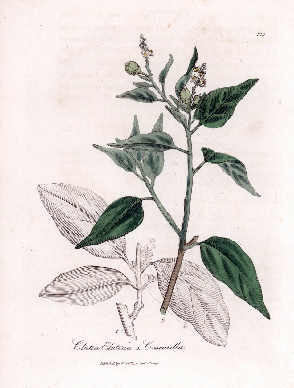 Cascarille officinale أو خشب الكينكينا الناعم أو الصناعي - Cascarilla، Croton (Clutia) eluteria. نقش على لوح نحاسي ملون يدويًا من رسم نباتي رسمه جيمس سوربي من ويليام وودفيل و "" علم النبات الطبي "للسير ويليام جاكسون هوكر" ، "جون بواسطة جيمس سويربي