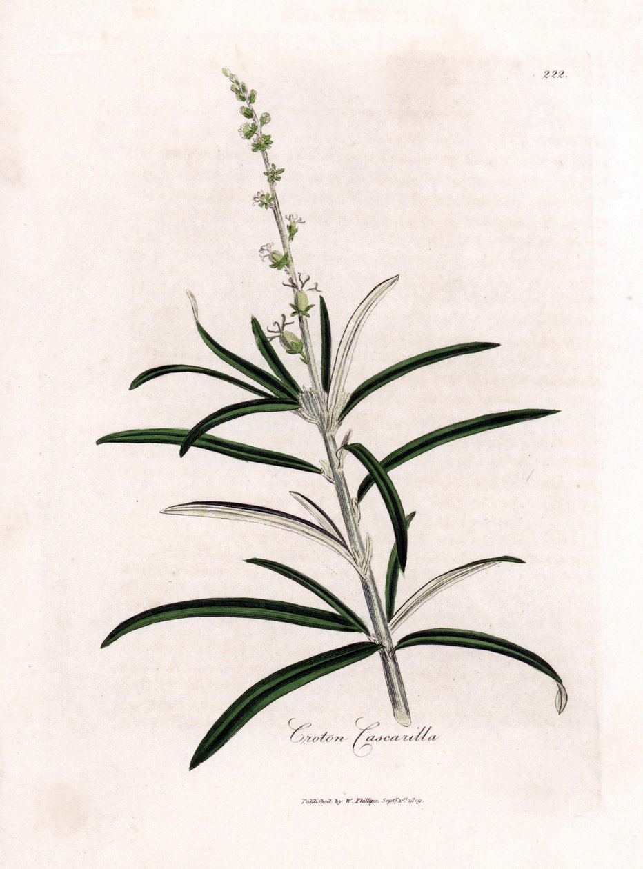 Cascarille officinale أو الخشب اللين أو quinquina الاصطناعي - Cascarilla، Croton eluteria. نقش نحاسي ملون يدويًا من رسم توضيحي نباتي لجيمس سويربي من ويليام وودفيل وكتاب ""علم النبات الطبي"" للسير ويليام جاكسون هوكر،" جون بون، لو بواسطة جيمس سويربي
