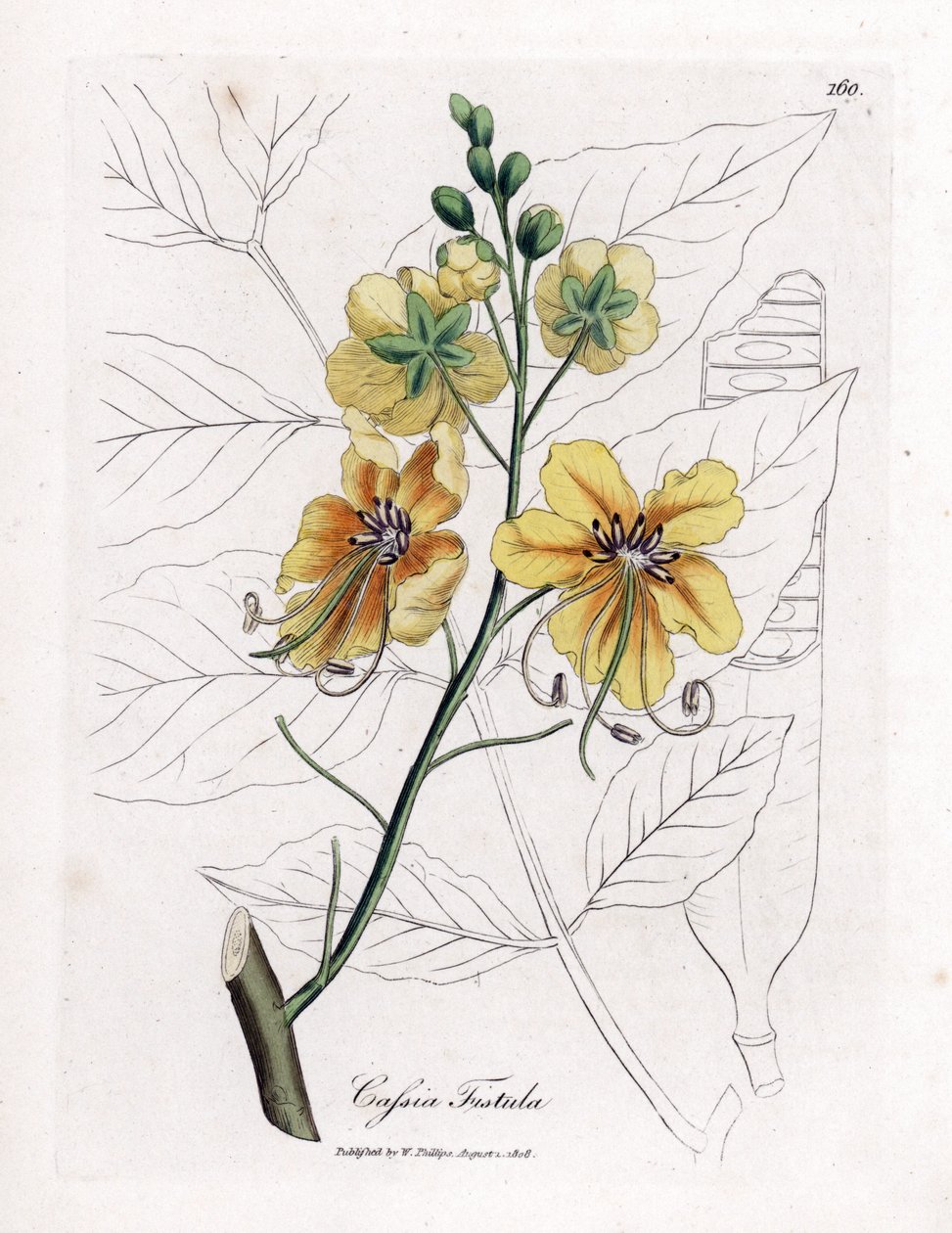 كاسيا، سيني كاذب، شجرة الخروب المزيفة، الدش الذهبي أو الكانفييه - شجرة الدوش الذهبية، ناسور كاسيا. نقش نحاسي ملون يدويًا من رسم توضيحي نباتي لجيمس سويربي من كتاب ""علم النبات الطبي"" لوليام وودفيل والسير ويليام جاكسون هوكر بواسطة جيمس سويربي