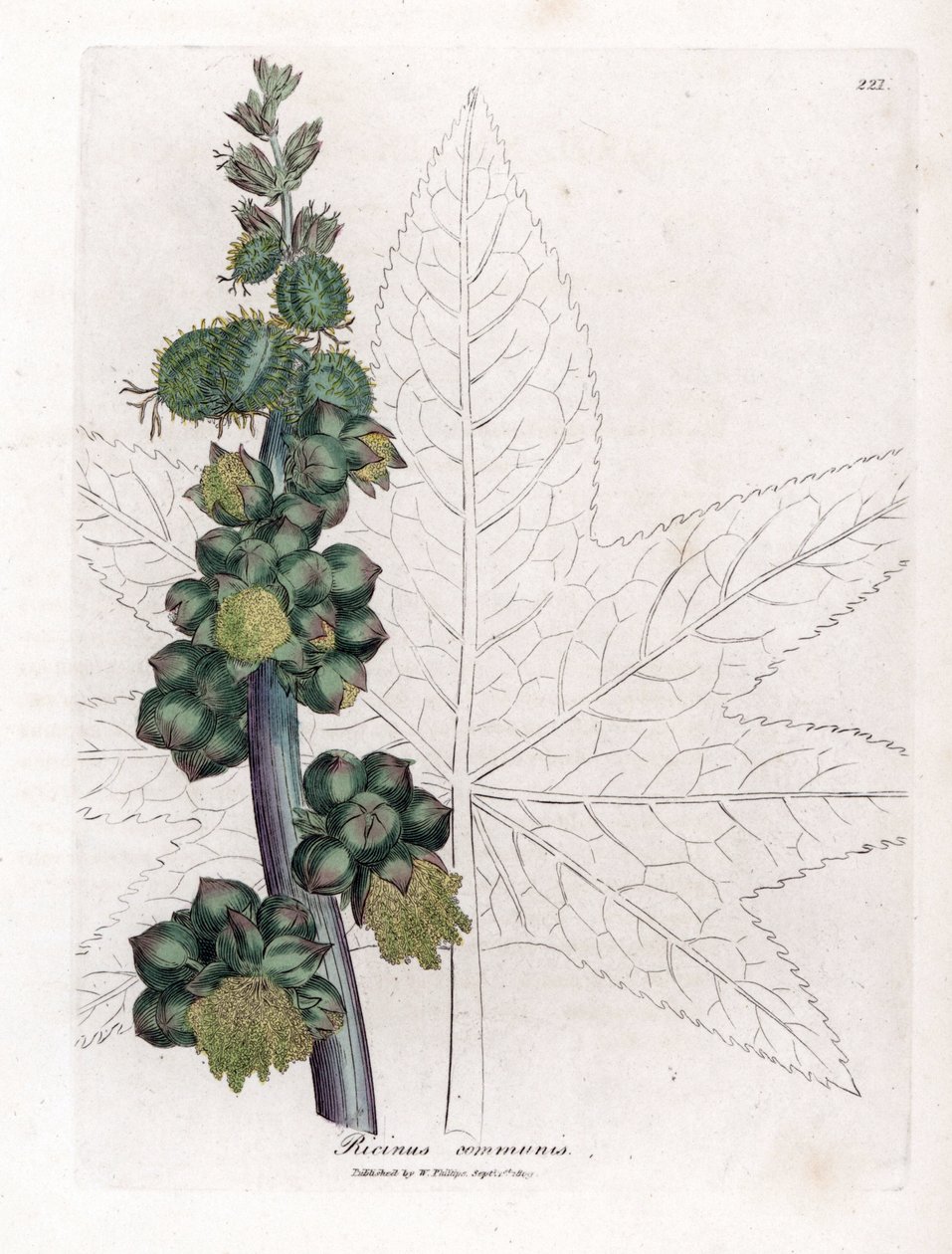 الخروع - مصنع زيت الخروع ، Ricinus communis. نقش على لوح نحاسي ملون يدويًا من رسم نباتي رسمه جيمس سوربي من ويليام وودفيل والسير ويليام جاكسون هوكر "" علم النبات الطبي ، "جون بون ، لندن بواسطة جيمس سويربي