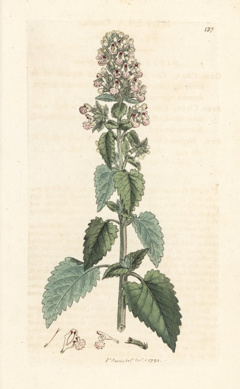 Catnip ، Nepeta cataria (cataire) نقش على صفيحة نحاسية ملونة يدويًا بعد رسم توضيحي بواسطة James Sowerby من علم النبات الإنجليزي لجيمس سميث ، لندن بواسطة جيمس سويربي