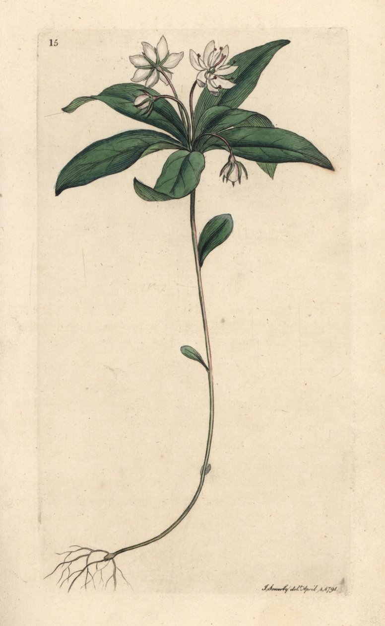 Chickweed winter-green ، Lysimachia europaea (Trientalis europaea) (Trientale d