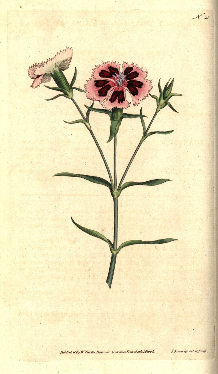 قرنفل الصين - وردي صيني أو وردي هندي ، Dianthus chinensis. نقش على لوح نحاسي ملون يدويًا وتوضيح نباتي بواسطة جيمس سوربي من مجلة ويليام كيرتس النباتية ، لامبيث مارش ، لندن بواسطة جيمس سويربي