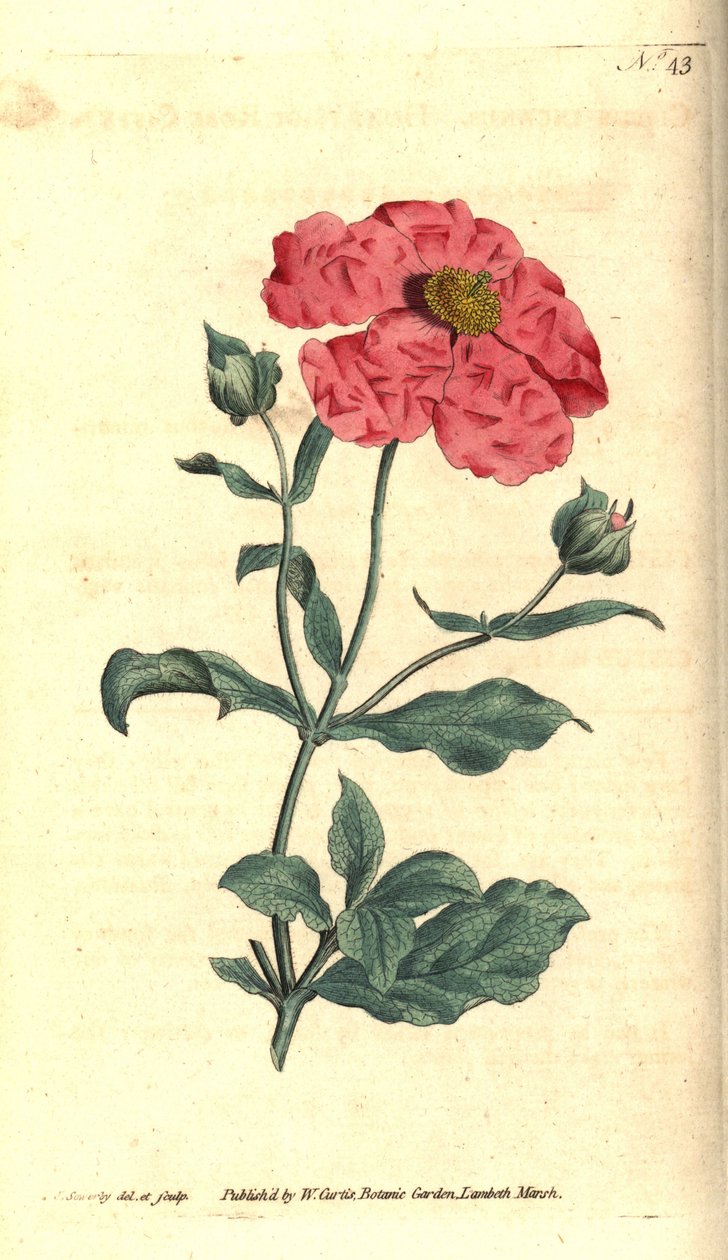 Cistus - Hoary cistus الذهب الوردي cistus ، Cistus incanus. نقش على لوح نحاسي ملون يدويًا وتوضيح نباتي بواسطة جيمس سوربي من مجلة ويليام كيرتس النباتية ، لامبيث مارش ، لندن بواسطة جيمس سويربي
