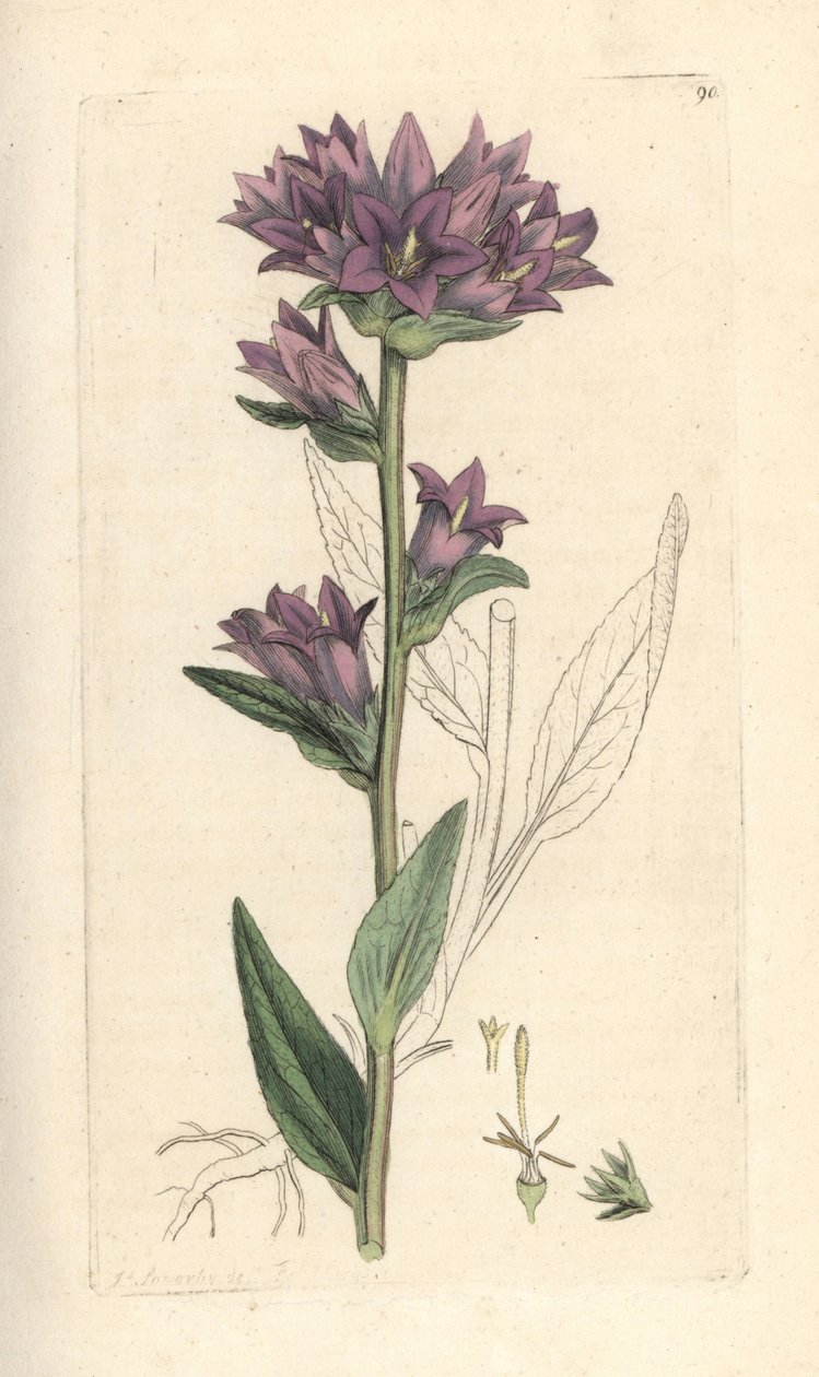 زهرة الجرس العنقودية ، Campanula glomerata (Campanule agglomeree) نقش على لوح نحاسي ملون يدويًا بعد رسم توضيحي بواسطة James Sowerby من James Smith