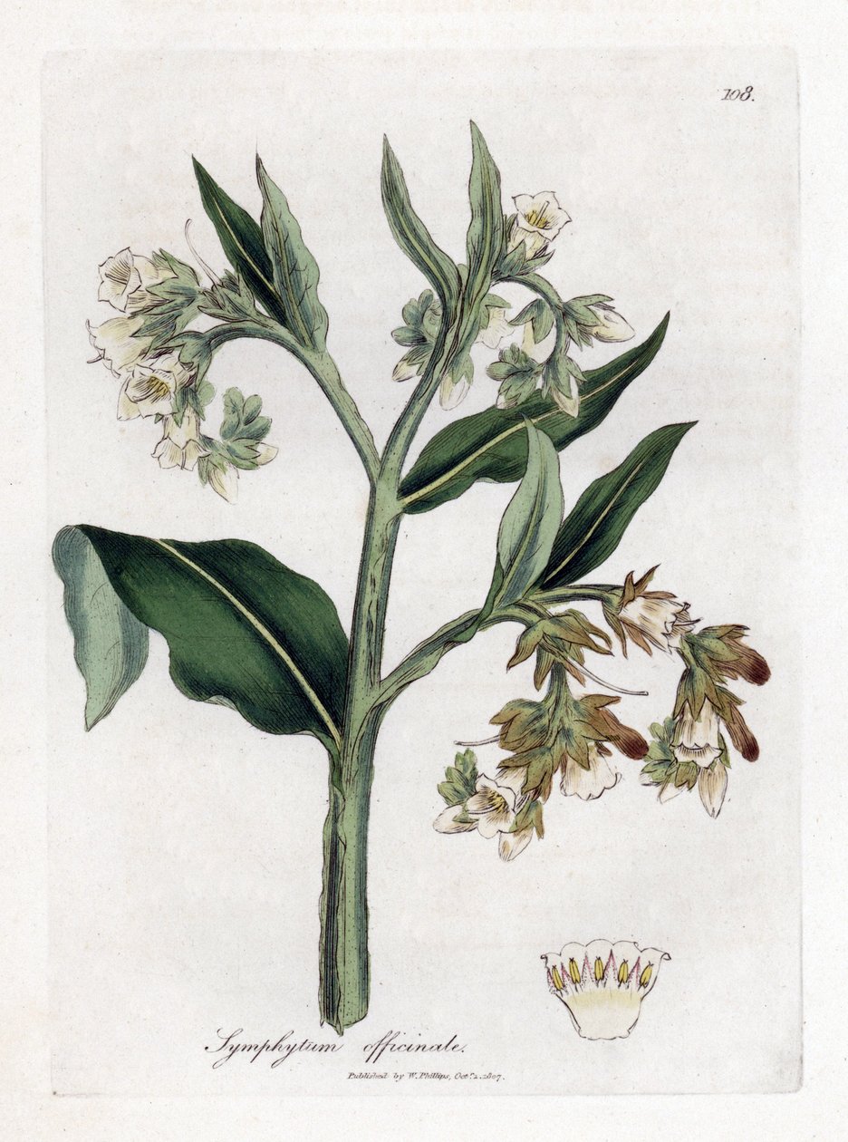Comfrey - كومفري ، سيمفيثوم أوفيسينال. نقش على لوح نحاسي ملون يدويًا من رسم نباتي رسمه جيمس سوربي من ويليام وودفيل والسير ويليام جاكسون هوكر "" علم النبات الطبي ، "جون بون ، لندن بواسطة جيمس سويربي