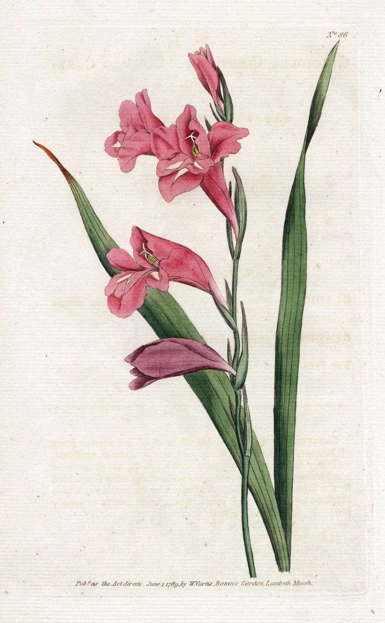 Common Glaieul - الطباعة الحجرية بواسطة James Sowerby (1757-1822) ، من المجلة النباتية بقلم William Curtis (1746-1799) بواسطة جيمس سويربي