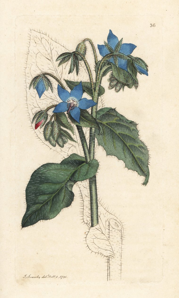 لسان الثور الشائع ، Borago officinalis (Bourrache officinale) نقش على لوح نحاسي ملون يدويًا بعد رسم توضيحي بواسطة جيمس سويربي من علم النبات الإنجليزي لجيمس سميث ، لندن بواسطة جيمس سويربي