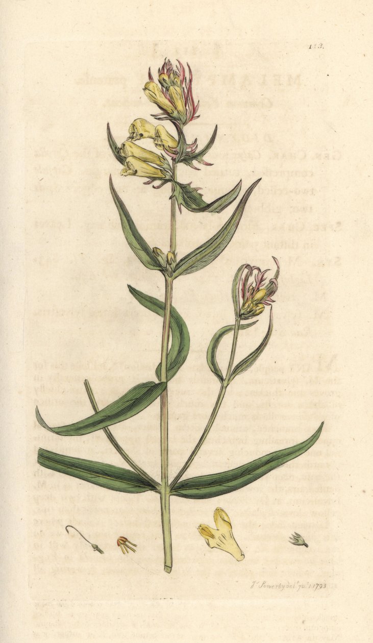 بقرة سوداء شائعة ، Melampyrum pratense (Melampyre des pres ، Wood Millet ، Cochelet ، Yellow savory) نقش على لوح نحاسي ملون يدويًا بعد رسم توضيحي بواسطة James Sowerby من James Smith