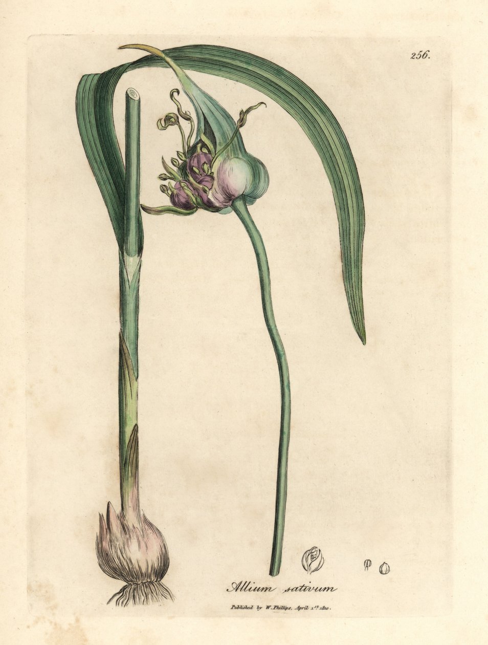 الثوم المزروع الشائع ، Allium sativum بواسطة جيمس سويربي