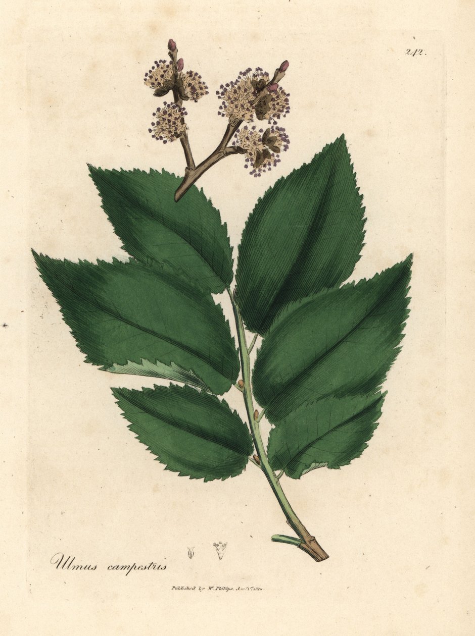شجرة الدردار المشتركة ، Ulmus Plainstris بواسطة جيمس سويربي