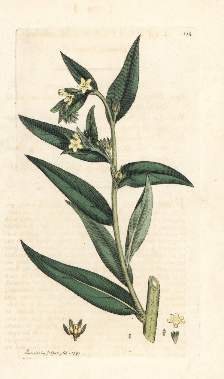 gromwell الشائع ، Lithospermum officinale (Gremil officinal) نقش على لوح نحاسي ملون يدويًا بعد رسم توضيحي بواسطة جيمس سويربي من علم النبات الإنجليزي لجيمس سميث ، لندن بواسطة جيمس سويربي