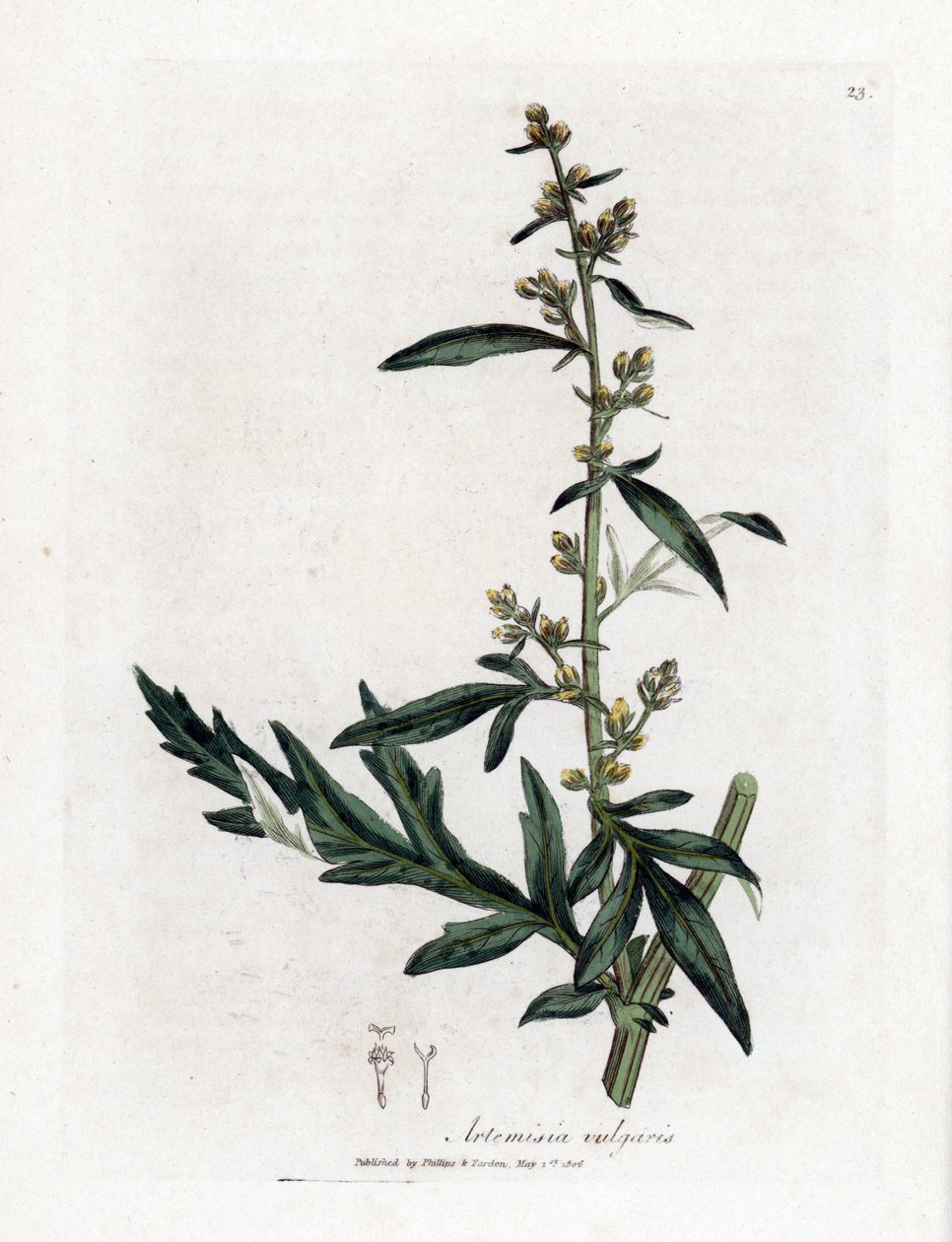 الميرمية الشائعة أو المبتذلة - Mugwort ، Artemisia vulgaris. نقش على لوح نحاسي ملون يدويًا من رسم نباتي رسمه جيمس سوربي من ويليام وودفيل والسير ويليام جاكسون هوكر "" علم النبات الطبي ، "جون بون ، لندن بواسطة جيمس سويربي