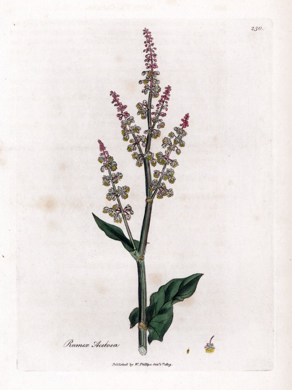 oseillle مشترك أو حميض كبير - حميض الحديقة ، Rumex acetosa. نقش على لوح نحاسي ملون يدويًا من رسم نباتي رسمه جيمس سوربي من ويليام وودفيل والسير ويليام جاكسون هوكر "" علم النبات الطبي ، "جون بون ، لندن بواسطة جيمس سويربي