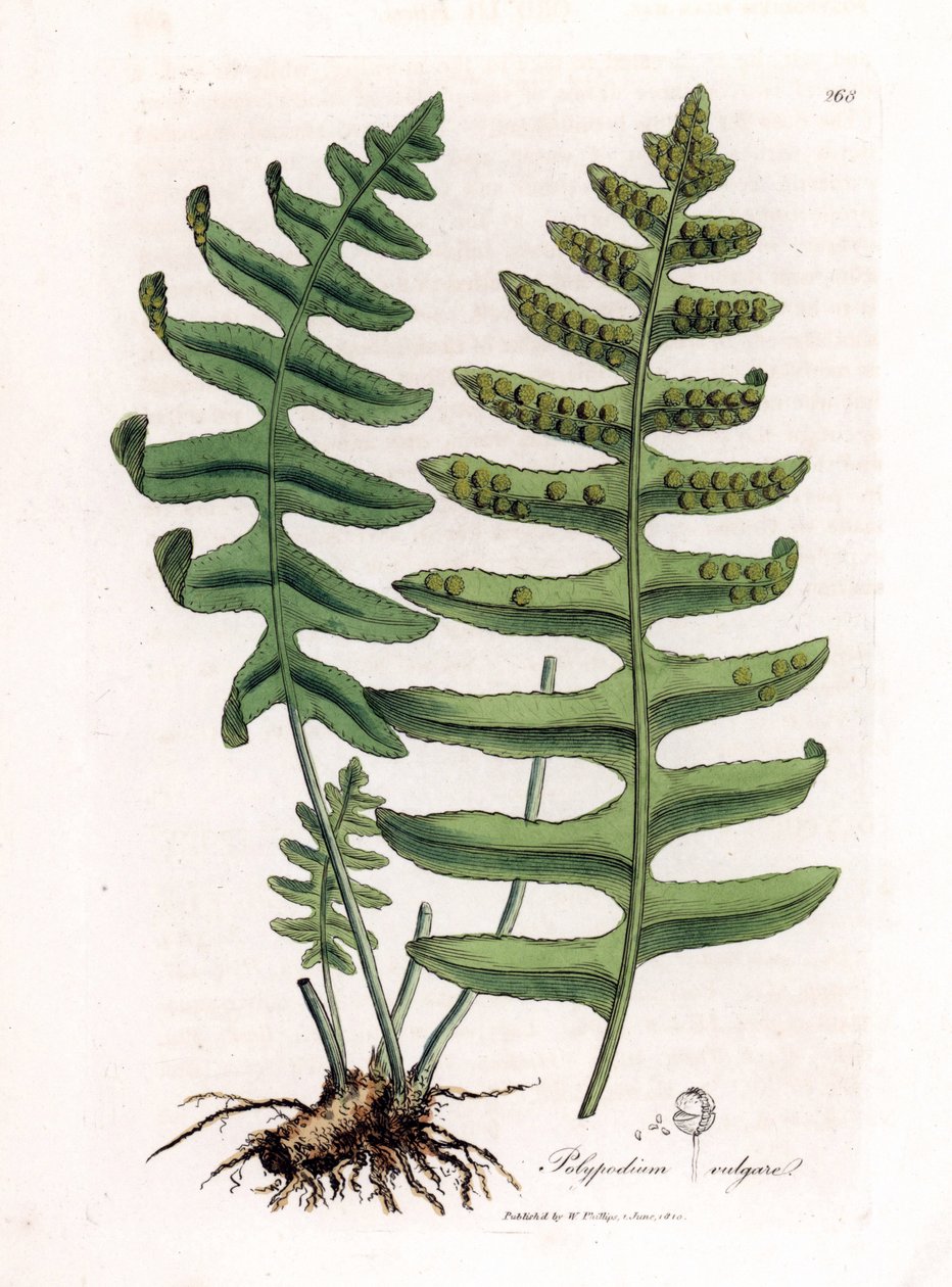 polypoda الشائع أو عرقسوس الخشب (السرخس) - polypody الشائعة ، Polypodium vulgare. نقش على لوح نحاسي ملون يدويًا من رسم نباتي رسمه جيمس سوربي من ويليام وودفيل والسير ويليام جاكسون هوكر "" علم النبات الطبي ، "جون بون ، لندن بواسطة جيمس سويربي