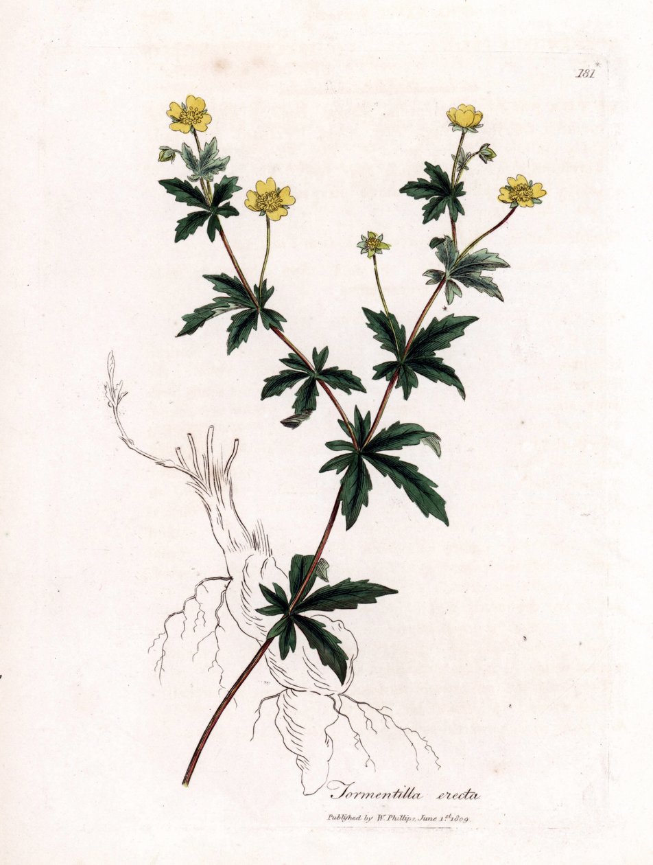 tormentil المشترك ، Potentilla erecta. نقش على لوح نحاسي ملون يدويًا من رسم نباتي رسمه جيمس سوربي من ويليام وودفيل والسير ويليام جاكسون هوكر "" علم النبات الطبي ، "جون بون ، لندن بواسطة جيمس سويربي