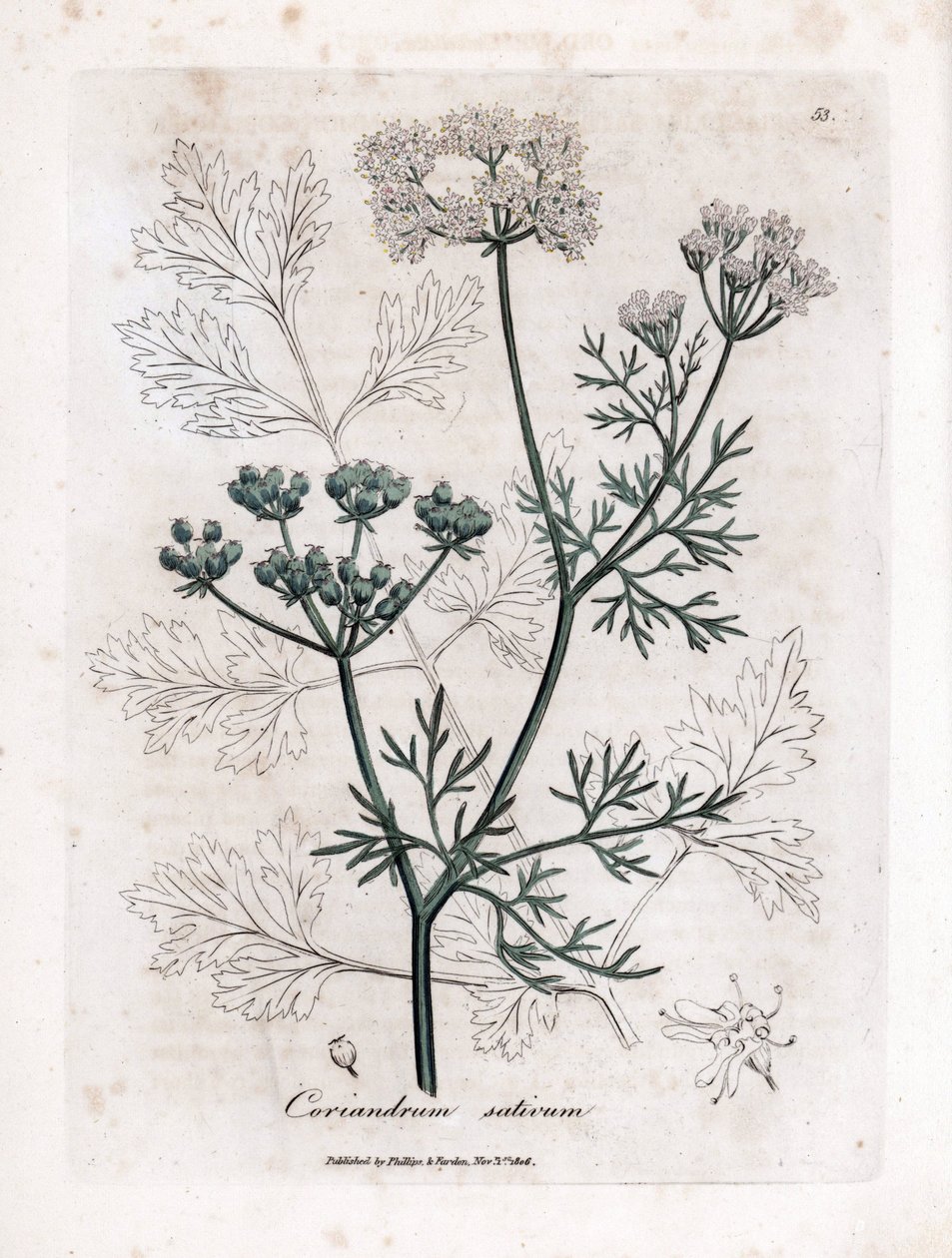 الكزبرة (Coriandrum sativum). نقش نحاسي ملون يدويًا من رسم توضيحي لجيمس سوربي. مقتطفات من كتاب ويليام وودفيل والسير ويليام جاكسون هوكر "" Botanique Medicinale "" 1832. اجتذب Sowerby الدؤوب (1757-1822) أكثر من بواسطة جيمس سويربي