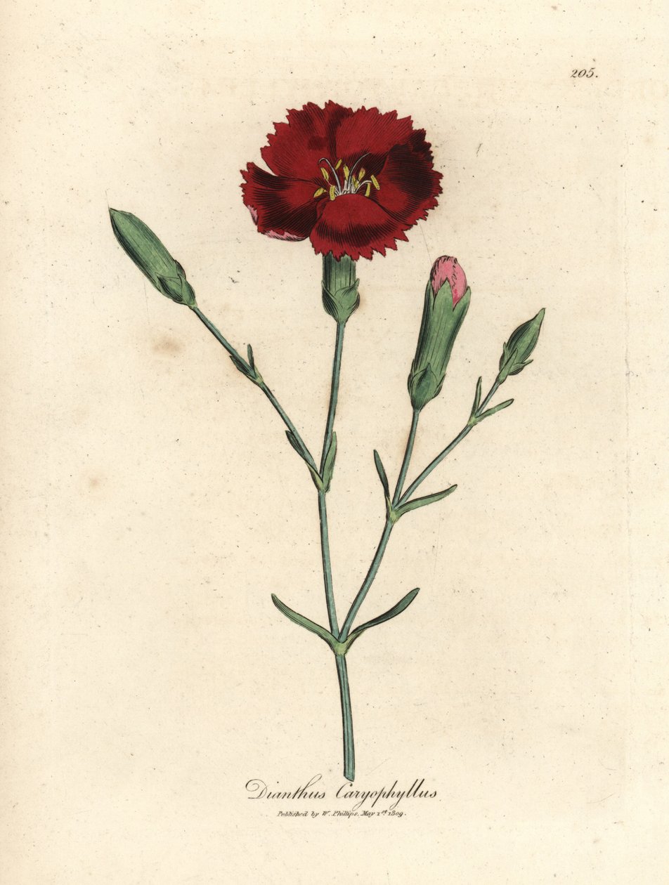 قرنفل قرمزي ، قرنفل وردي ، Dianthus caryophyllus بواسطة جيمس سويربي