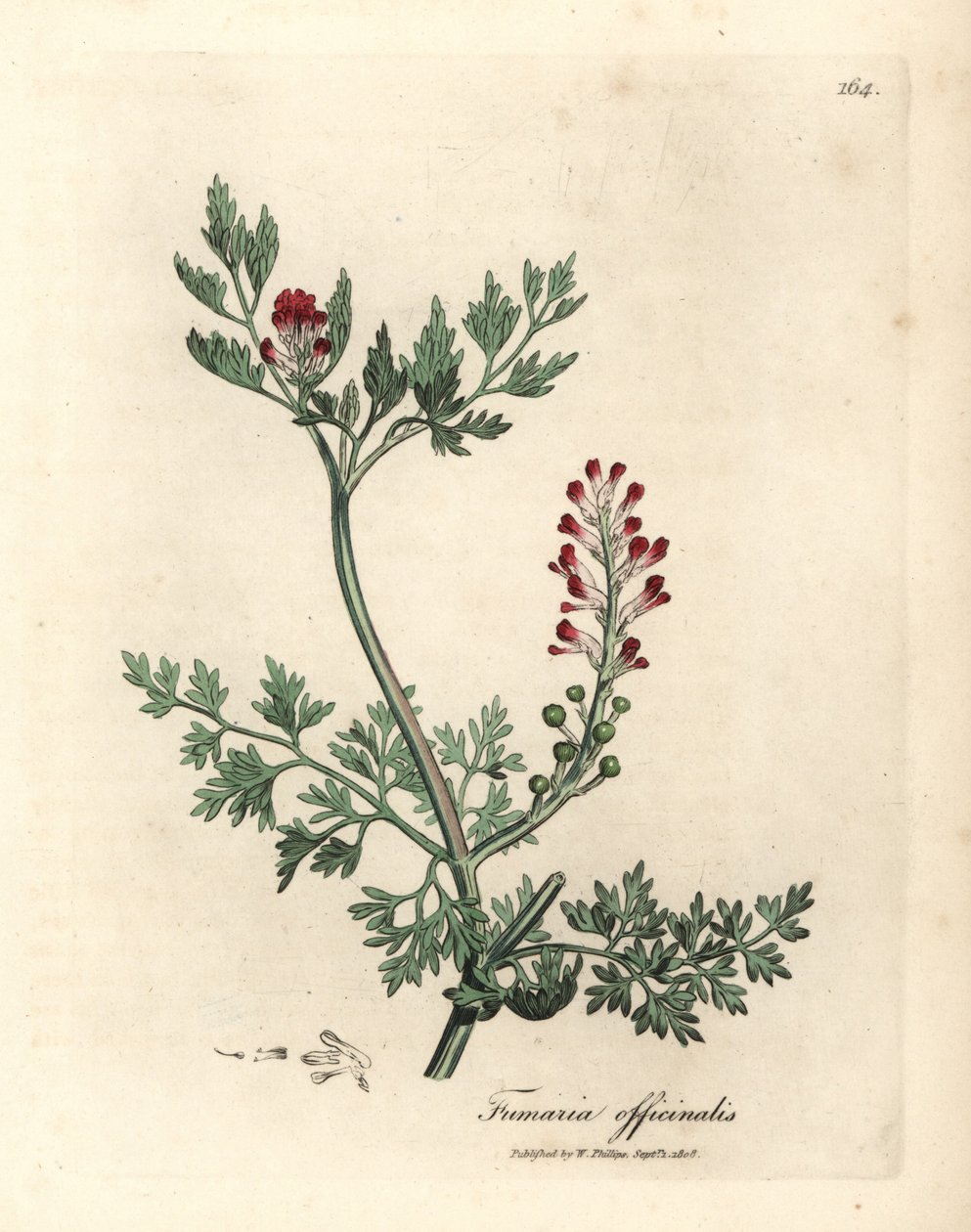 نبات قرمزي مزهر، Fumaria officinalis بواسطة جيمس سويربي