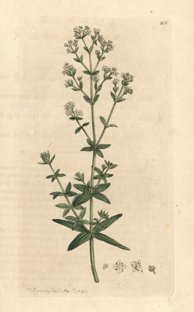 مفرش سرير للسيدات ذو الأوراق المتقاطعة ، Galium boreale (gaillet boreal) نقش على لوح نحاسي ملون يدويًا بعد رسم توضيحي بواسطة James Sowerby من علم النبات الإنجليزي لجيمس سميث ، لندن بواسطة جيمس سويربي