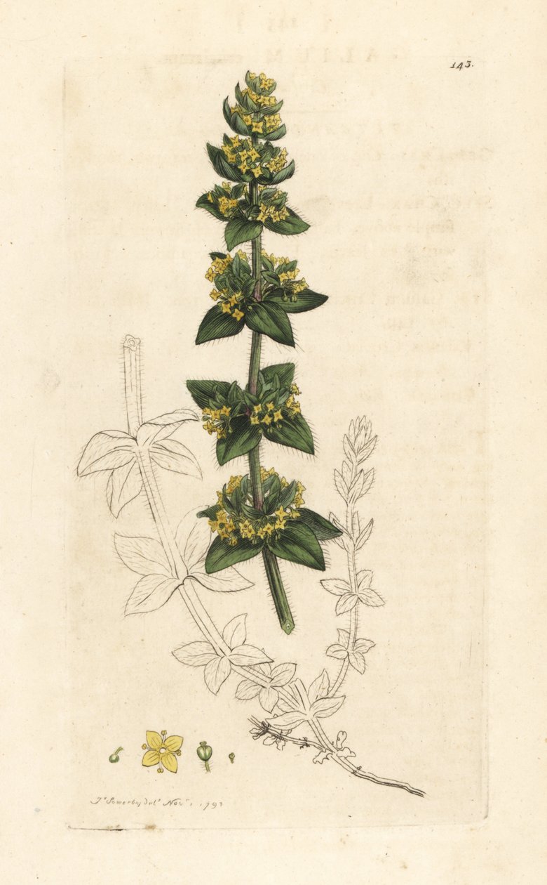 قشور نباتية متقاطعة أو قشور ناعمة ، Cruciata laevipes (Galium crossiatum). نقش على لوح نحاسي ملون يدويًا بعد رسم توضيحي لجيمس سوربي من علم النبات الإنجليزي لجيمس سميث ، لندن بواسطة جيمس سويربي