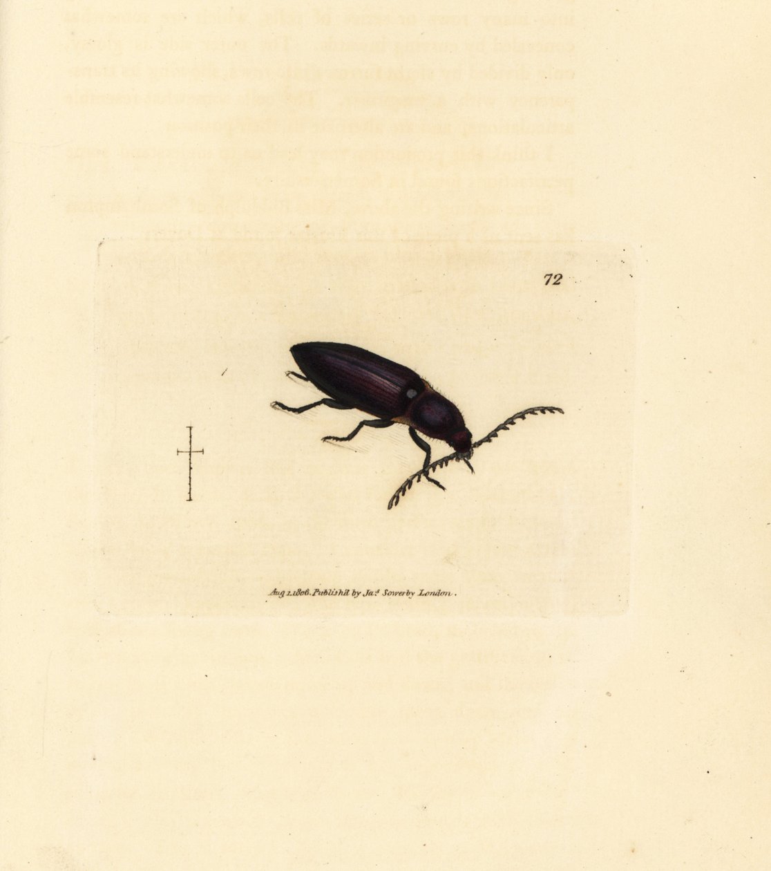 Ctenicera cuprea beetle (Elater chalybeus). نقش على لوح نحاسي ملون يدويًا بواسطة James Sowerby من The British Miscellany ، أو أشكال ملونة لموضوعات حيوانية جديدة أو نادرة أو غير معروفة. بواسطة جيمس سويربي
